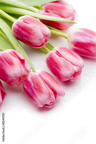 Naklejka kwiat tulipan roślina bukiet natura