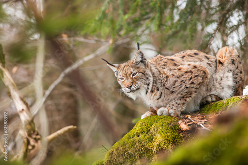 Plakat dziki śnieg fauna północ