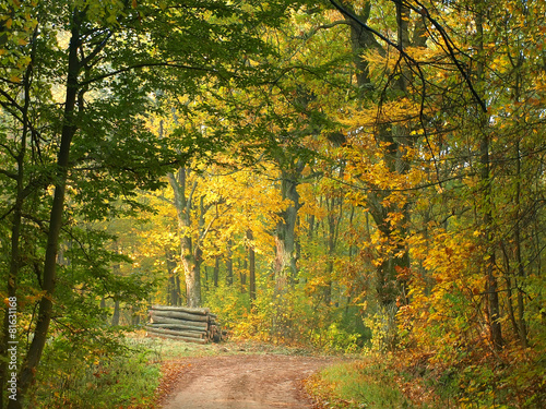 Fototapeta natura roślina dziki jesień pejzaż