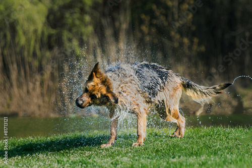 Obraz na płótnie Niemiecki wilczur otrząsa się z wody