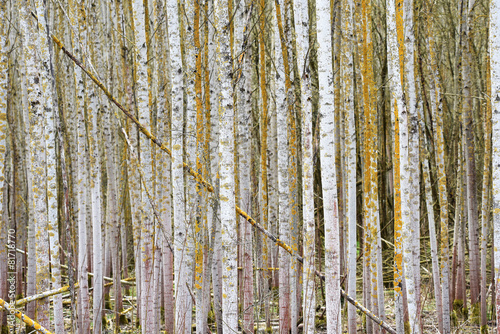 Naklejka las drzewa natura jesień roślina