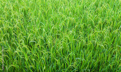 Obraz na płótnie świeży jedzenie żniwa trawa