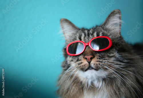 Naklejka zabawa zwierzę słońce ładny kot