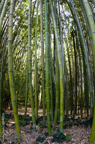 Naklejka kalifornia bambus natura las piękny