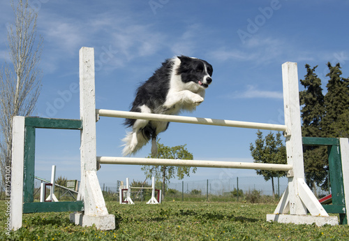 Fototapeta zwierzę pies sport