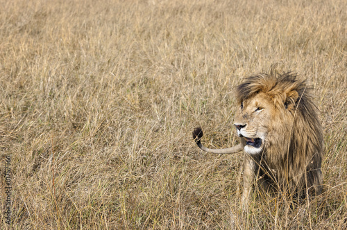 Fotoroleta mężczyzna lew ssak safari park