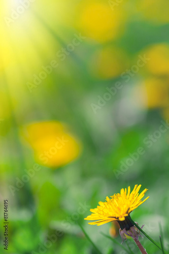 Plakat natura łąka trawa