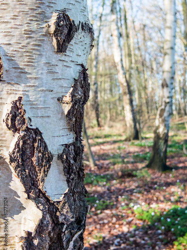 Naklejka brzoza natura las wieś