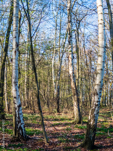 Fototapeta las wieś lato natura