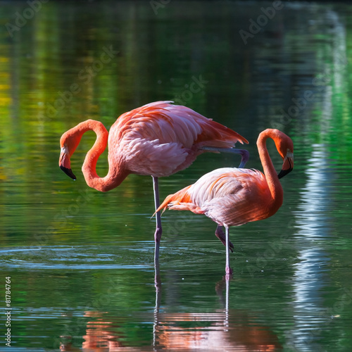 Naklejka las krajobraz fauna egzotyczny