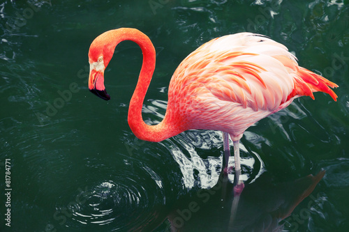 Fotoroleta flamingo tropikalny woda fauna