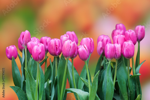 Fototapeta piękny tulipan bukiet ogród