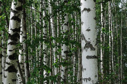 Naklejka spokojny las natura gałązka wiejski