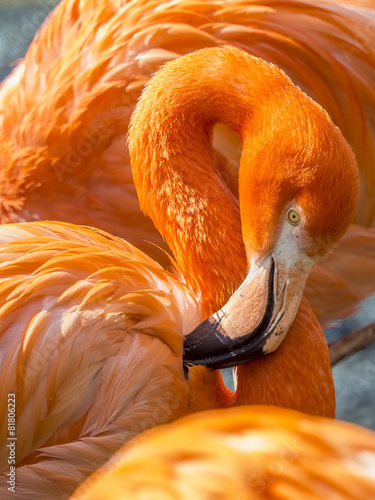 Naklejka flamingo wodospad egzotyczny