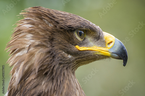 Fototapeta portret oko natura piękny