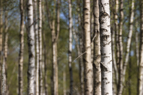 Naklejka brzoza roślina natura