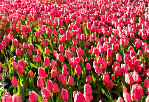 Fototapeta pejzaż natura kwiat park tulipan