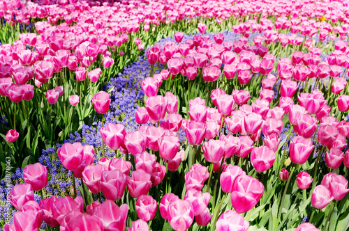 Fotoroleta lato świeży roślina park