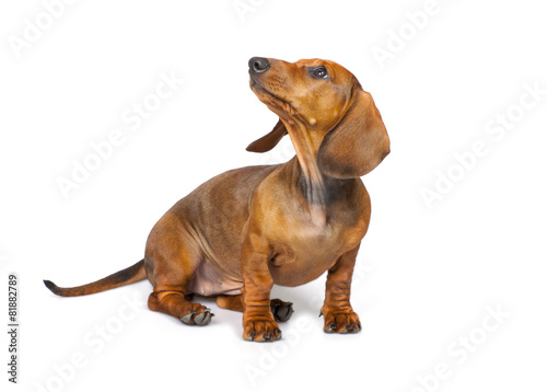 Naklejka ładny zwierzę pies ssak