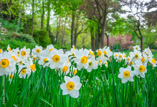 Naklejka lato narcyz park kwiat