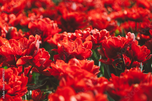Obraz na płótnie rolnictwo tulipan kwitnący piękny natura