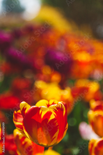 Obraz na płótnie kwiat park amsterdam