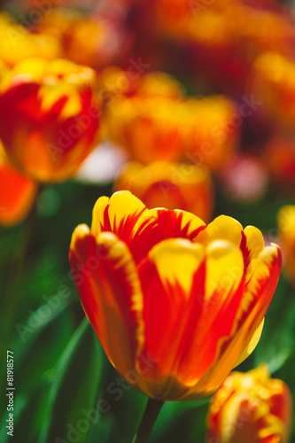 Naklejka ogród holandia łąka roślina tulipan