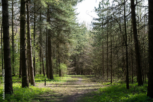 Naklejka drzewa świeży natura