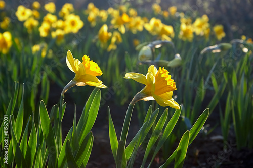 Fototapeta Narcissuses