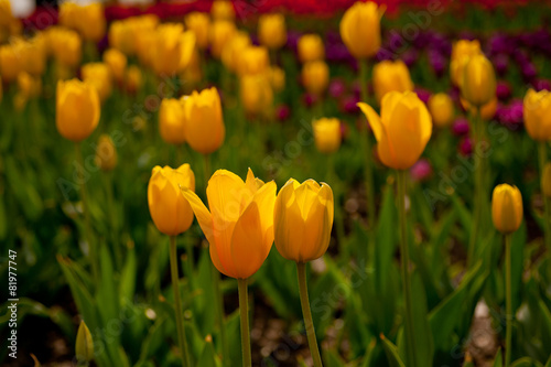 Fotoroleta słońce natura tulipan ogród świeży