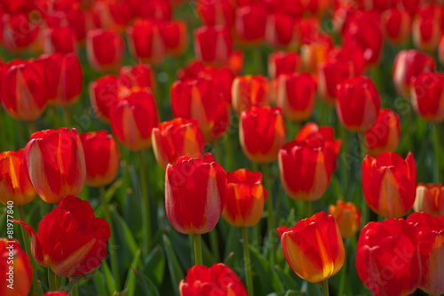 Fotoroleta lato ogród bukiet tulipan słońce