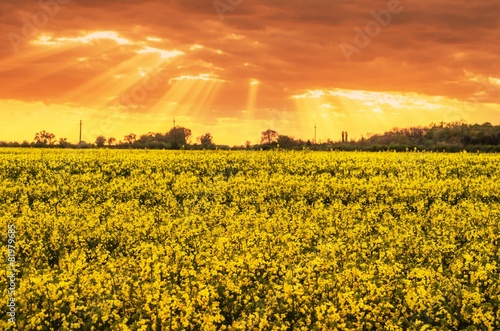 Fotoroleta roślina rolnictwo natura niebo