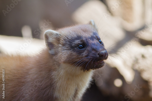 Fotoroleta bezdroża dziki natura