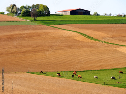 Obraz na płótnie natura bydło rolnictwo