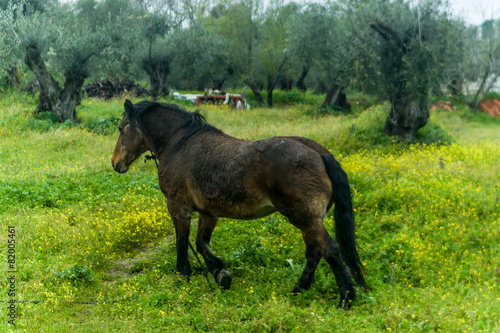 Fototapeta ssak trawa łąka pole