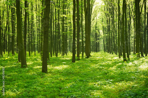 Naklejka słońce drzewa ścieżka lato natura