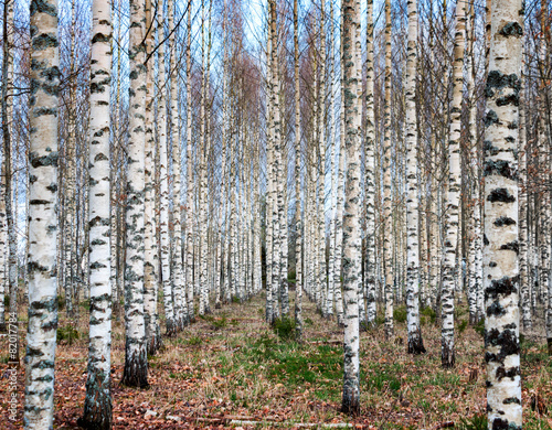 Naklejka pejzaż natura brzoza skandynawia