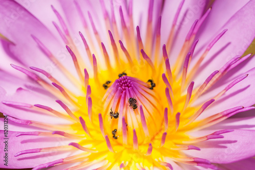 Naklejka Purple water lilies