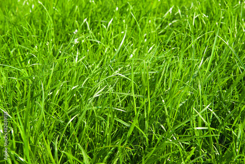 Obraz na płótnie pole łąka trawa
