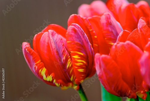 Fotoroleta tulipan kwiat bukiet roślina
