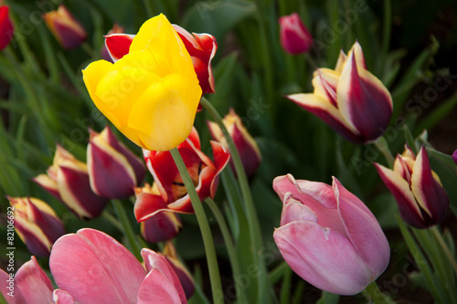 Fototapeta roślina natura kwiat tulipan