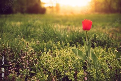 Fotoroleta roślina świeży tulipan