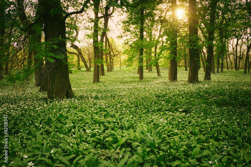 Fototapeta pejzaż spokojny park kwitnący