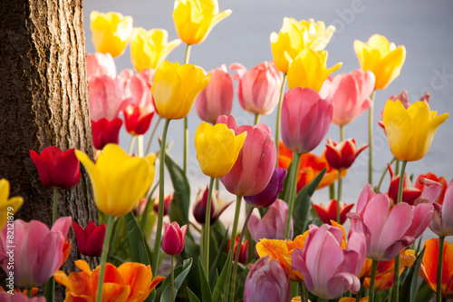 Plakat tulipan roślina kwiat natura czerwony