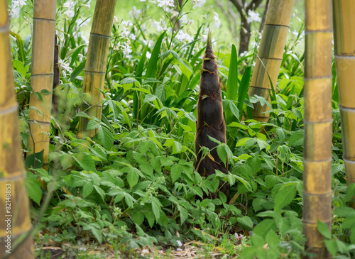 Naklejka japonia bambus   