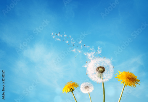 Obraz na płótnie natura lato pyłek łąka świeży