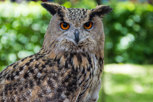 Naklejka twarz bezdroża portret natura