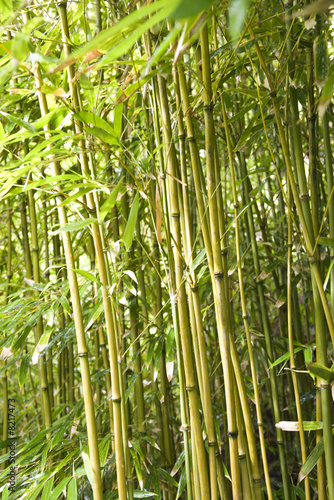 Obraz na płótnie bambus tropikalny las liść szypułka