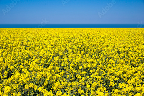 Plakat wiejski niebo roślina