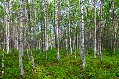 Naklejka krajobraz natura las słońce